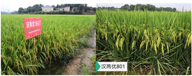 优质、高产杂交水稻组合汉两优1607和汉两优801.jpg